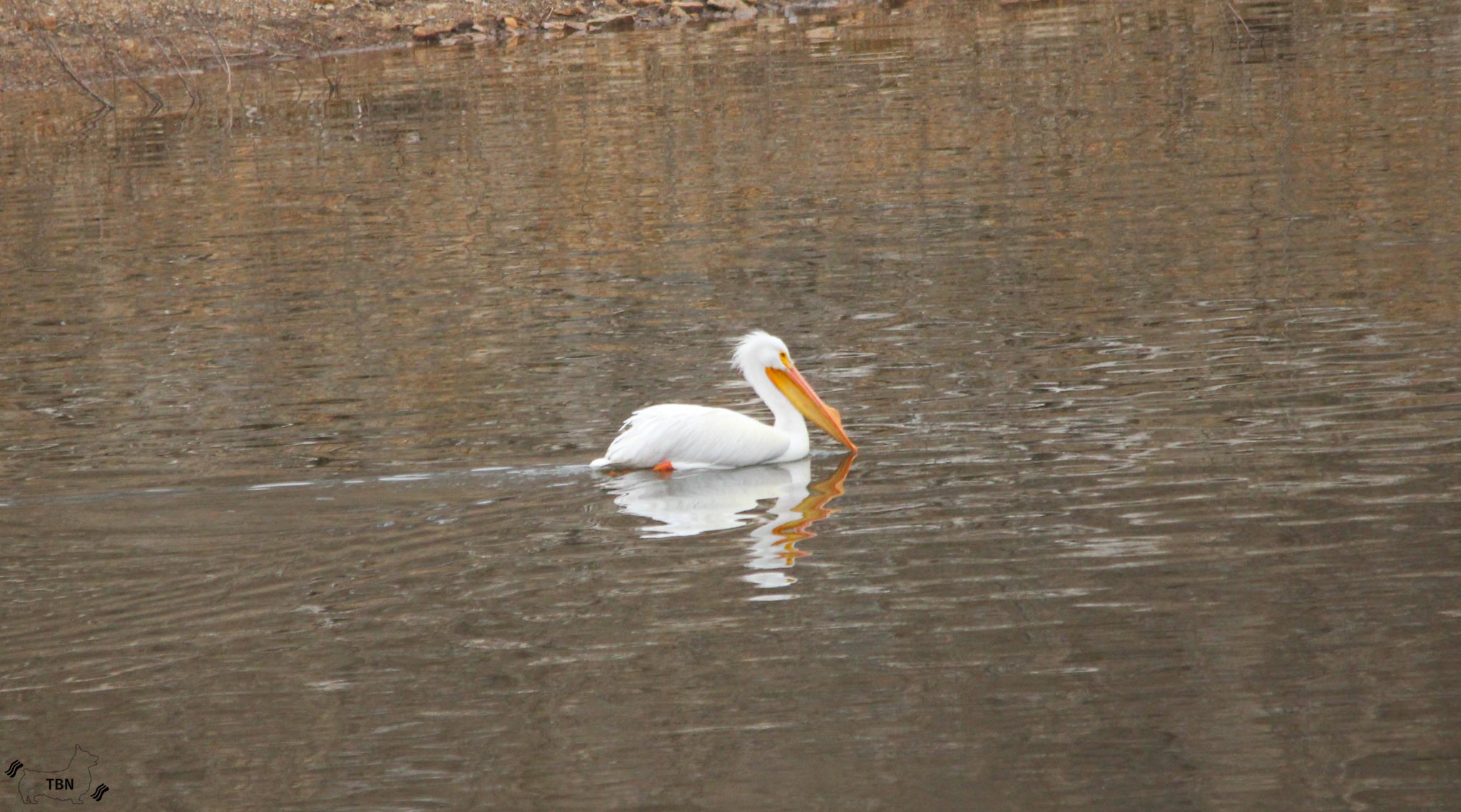 American Pelican